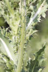 Nodding plumeless thistle